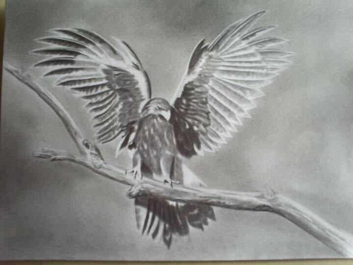 Lukisan burung helang
