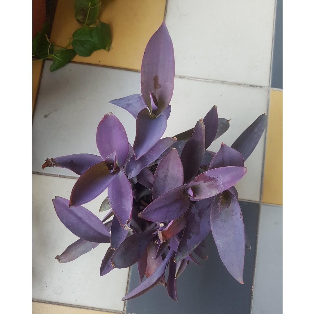 Purple Heart Plant Tradescantia Pallida Gardening Plants