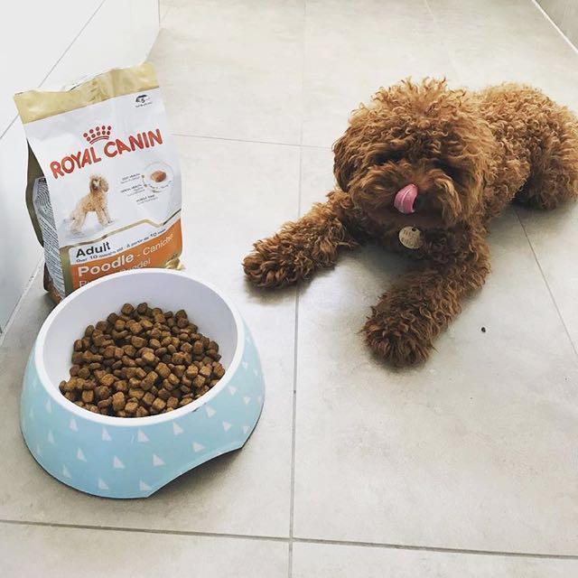 3kg Royal Canin Adult Poodle Dry Dog Food Pet Supplies For Dogs Dog Food On Carousell