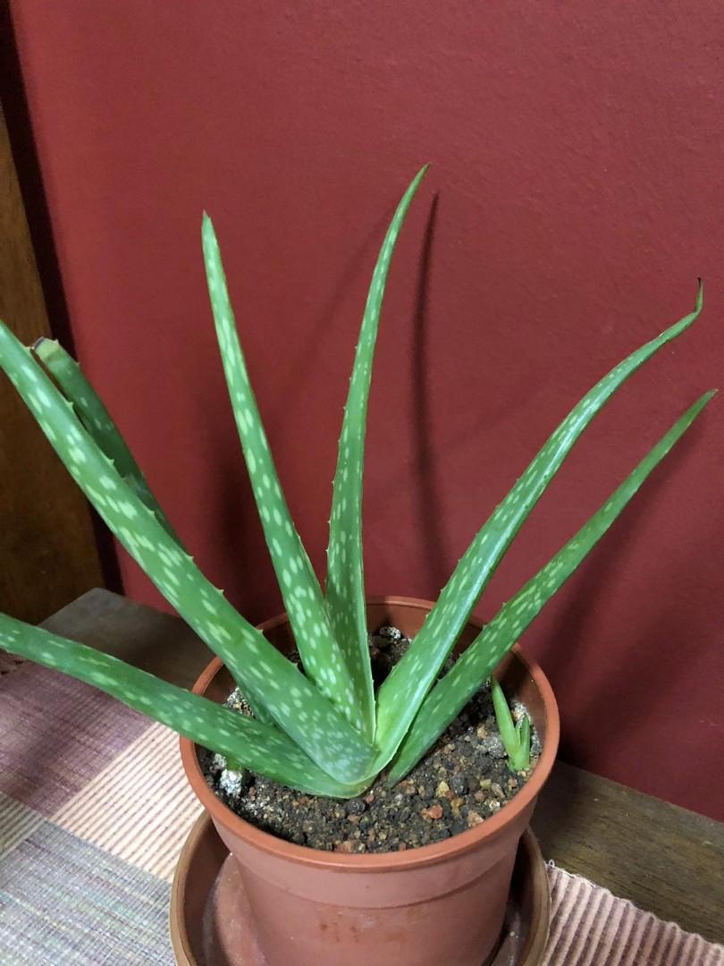 Aloe Vera Plant Gardening Plants On Carousell