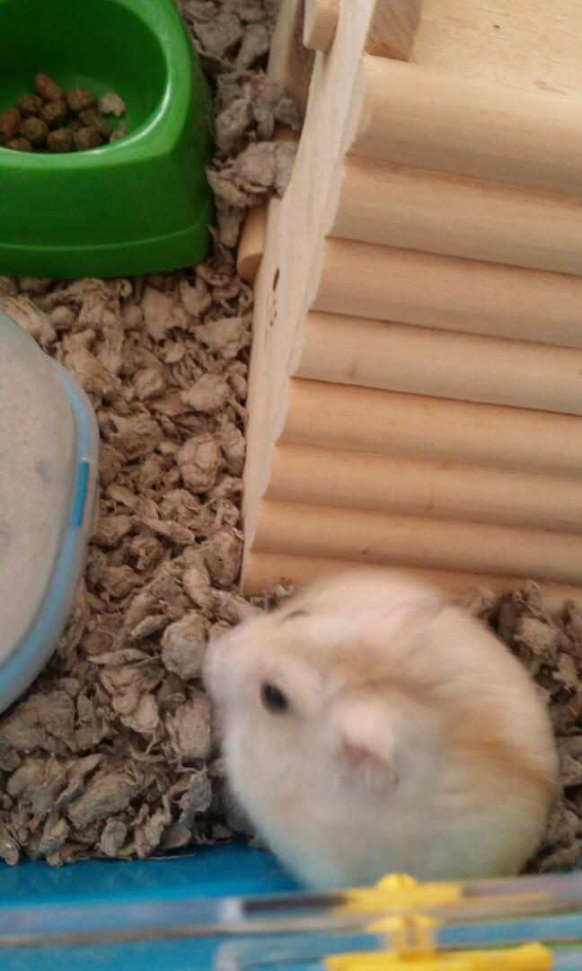 hamster boarding