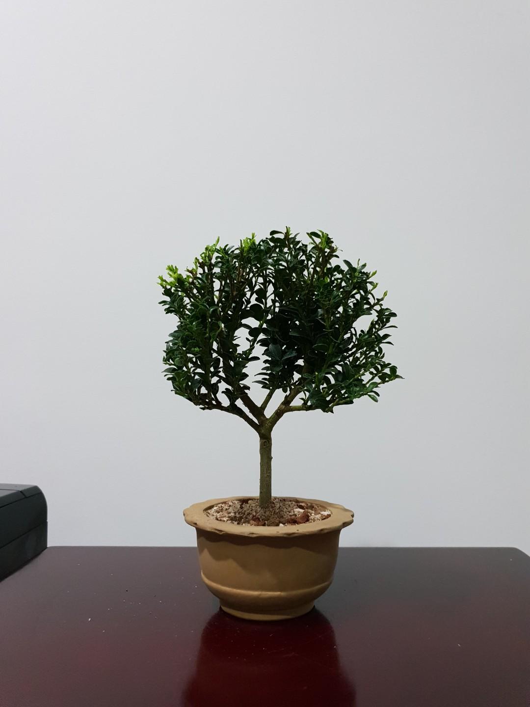 Japanese Holly Bonsai, Gardening, Plants on Carousell Japanese Holly Bonsai, Gardening, Plants on Carousell