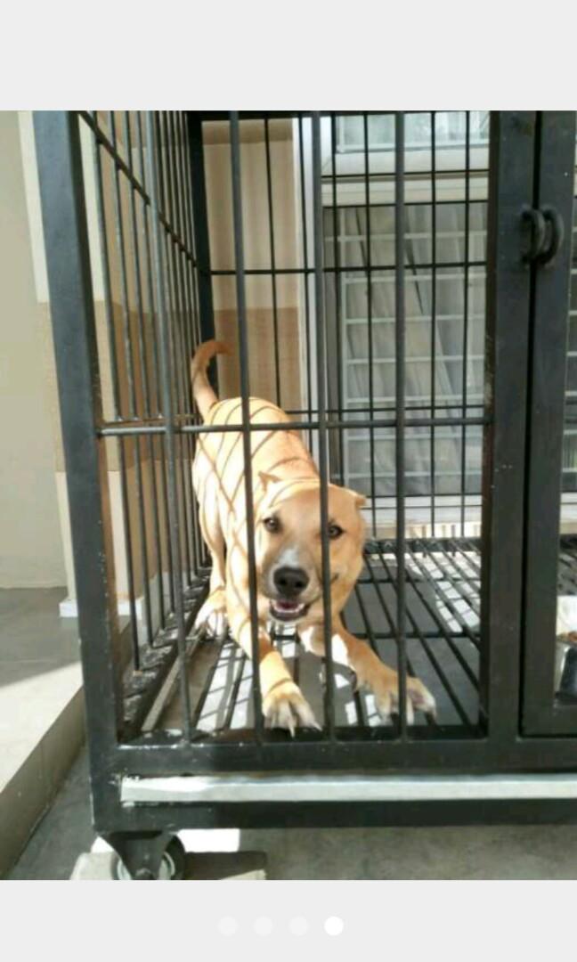 Jual Kandang Anjing Pitbull 5 Bulan Pet Supplies Accessories