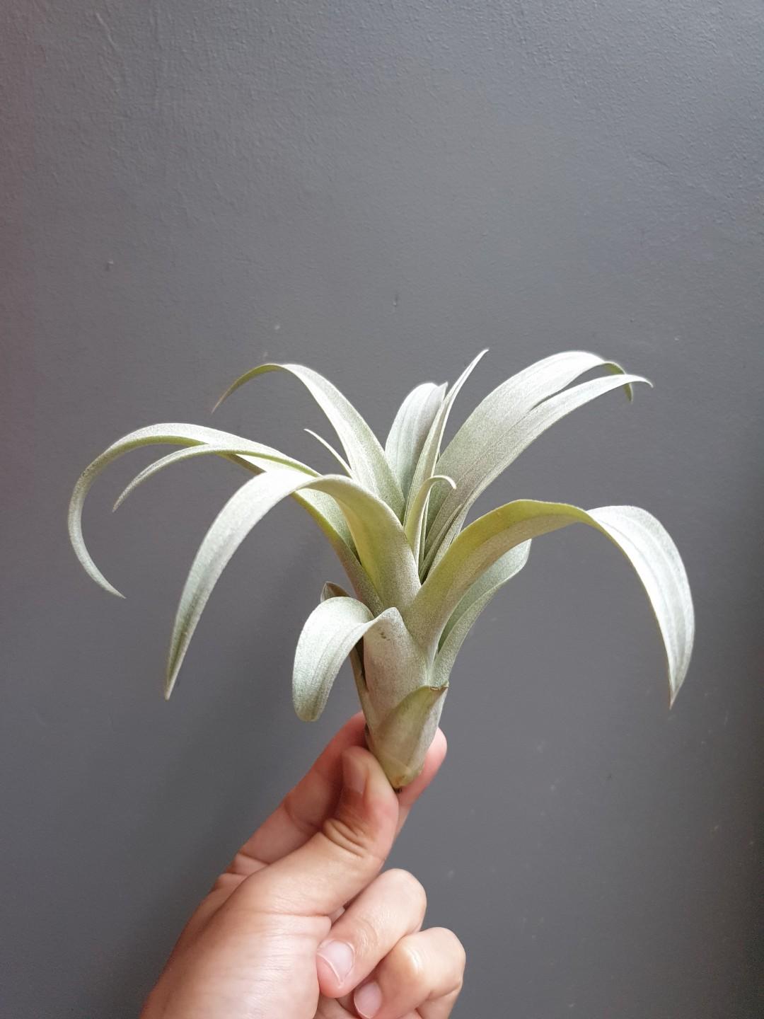 Tillandsia Chiapensis x Capitata Red (Coconut Grove), Furniture