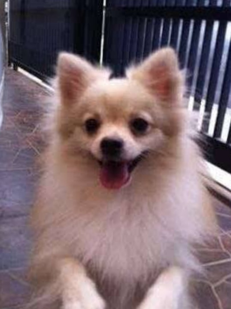 Anjing Minipom Pet Supplies Accessories On Carousell
