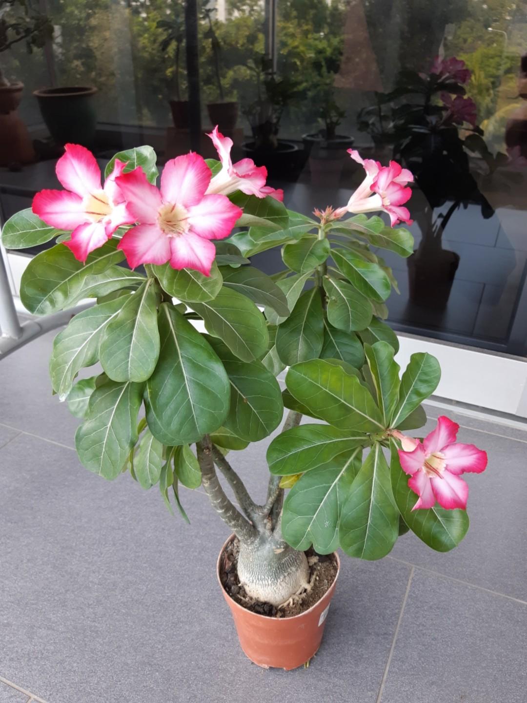 Desert rose (Adenium arabicum), Gardening, Plants on Carousell