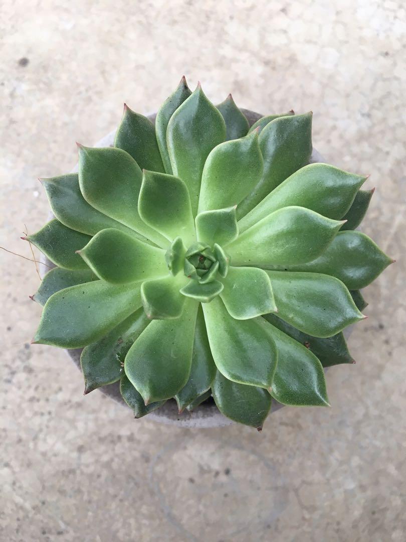 Doro Plant, Furniture & Home Living, Gardening, Plants & Seeds on Carousell