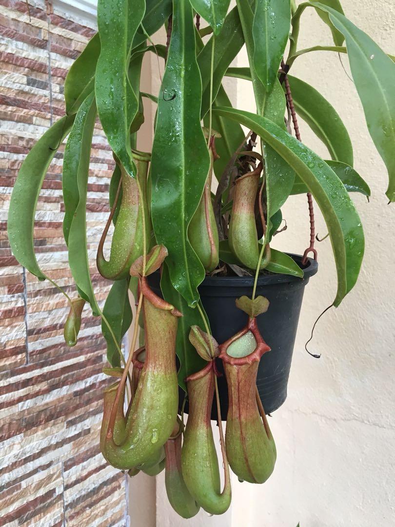 Periuk Kera Nepenthes Ventrata Home Furniture Gardening On Carousell