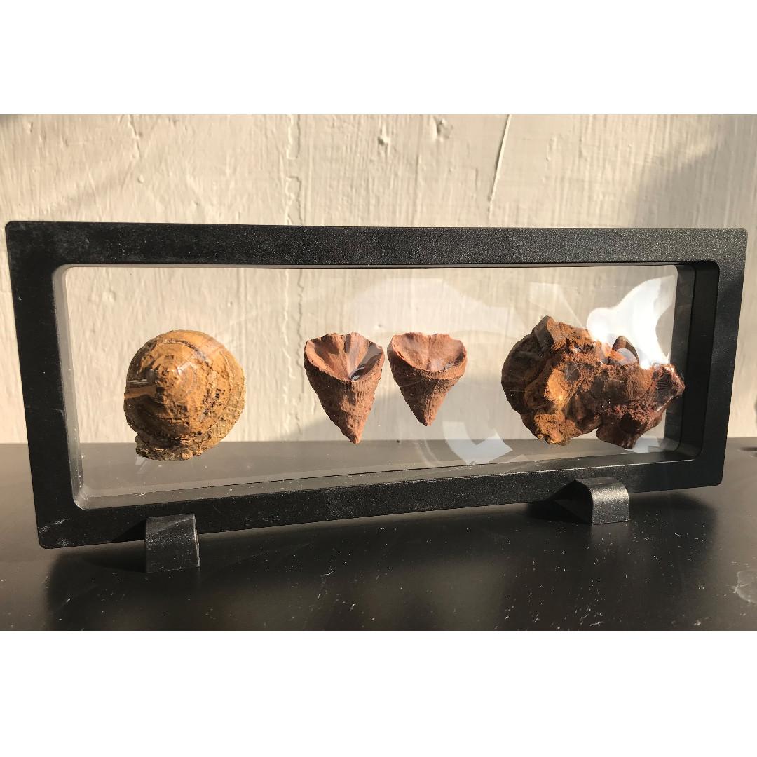 海洋化石標本1套3款 腹足類 拖鞋珊瑚 腕足類入門收藏認識化石系列非貝殻 男裝 上身及套裝 套裝 Carousell