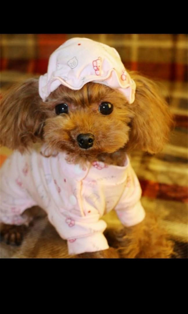 Female Dog Clothes Pet Supplies For Dogs Dog Accessories On