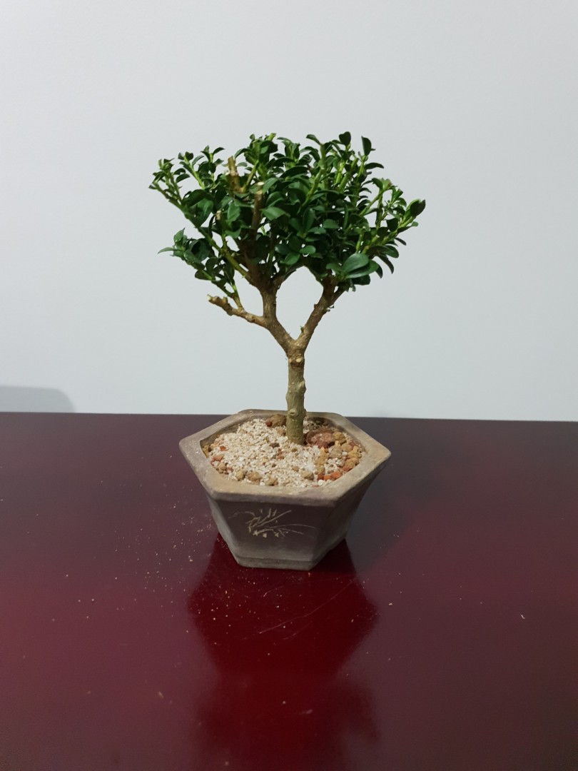 Japanese Holly Mini Bonsai Tree Gardening Plants On Carousell.