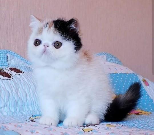 91 Gambar Kucing Persia Peaknose Terlihat Keren 91 Gambar Kucing Persia Peaknose Terlihat Keren