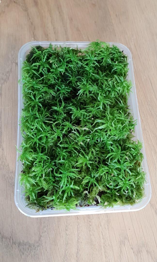 Reasons To Grow Sphagnum Moss How To Grow It