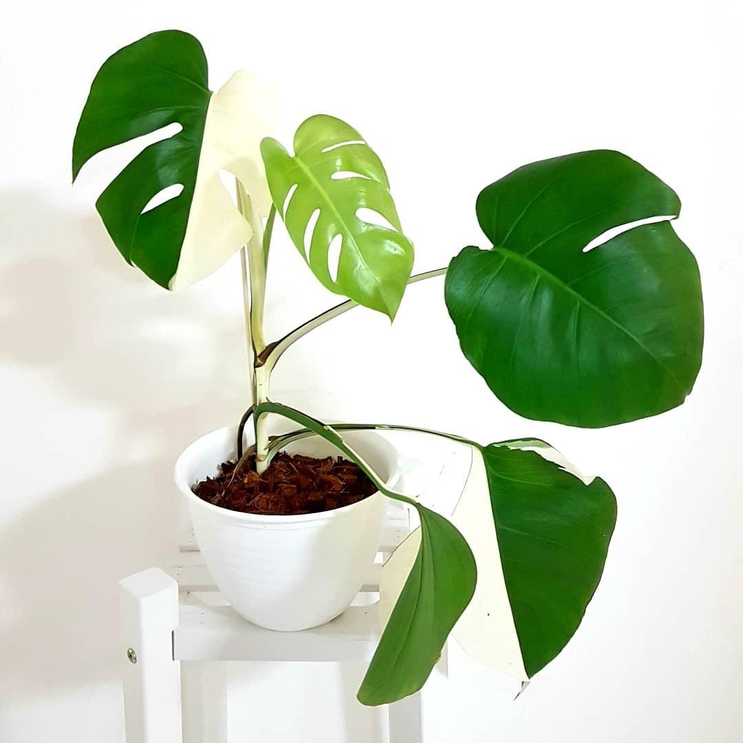 Get Wallpaper Monstera Deliciosa Borsigiana Variegated Gardening Plants On For Android Free
