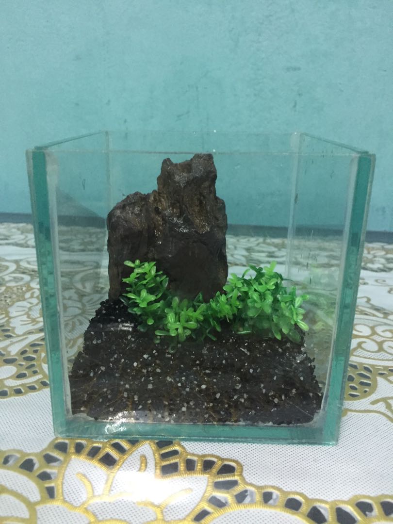 Unduh 830 Koleksi Gambar Ikan Laga Koi Terbaru Gambar Ikan