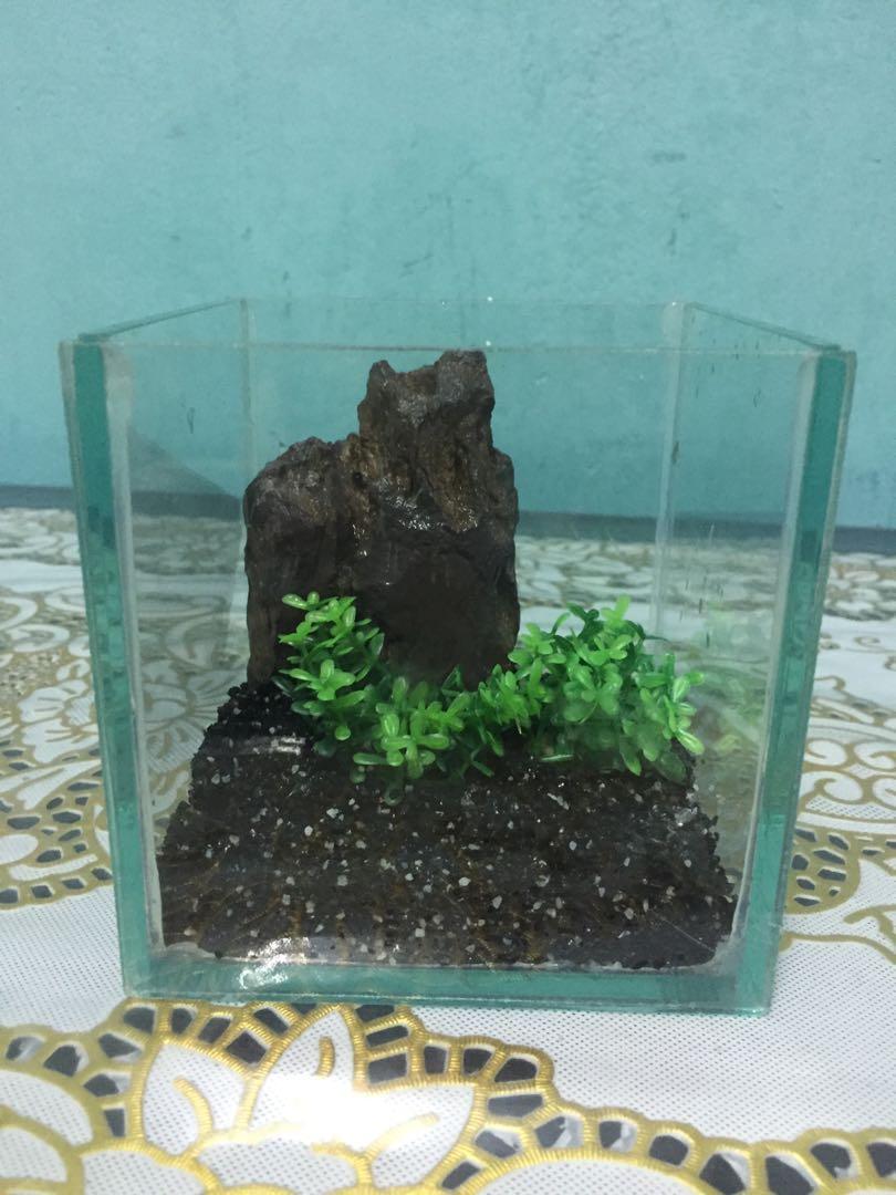Aquarium Ikan Laga Pet Supplies Pet Accessories On Carousell