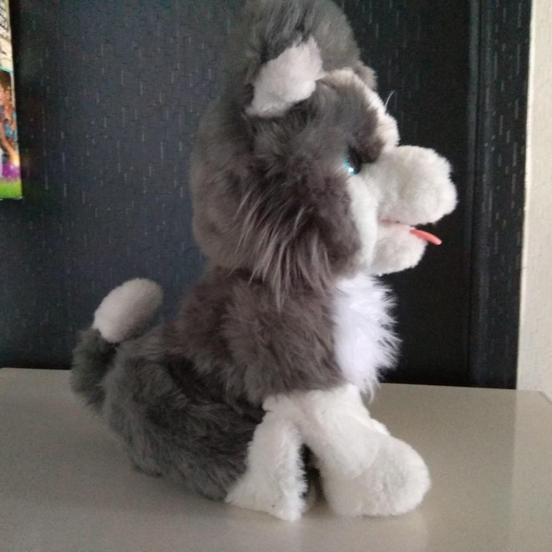 ricky trick puppy