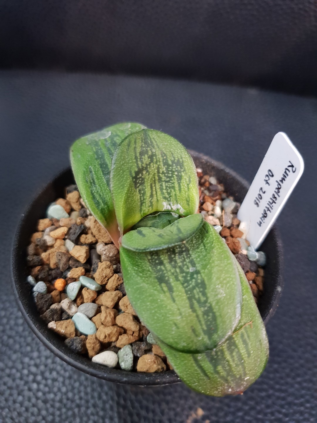 Gasteria Rumpelstiltskin, Gardening, Plants on Carousell