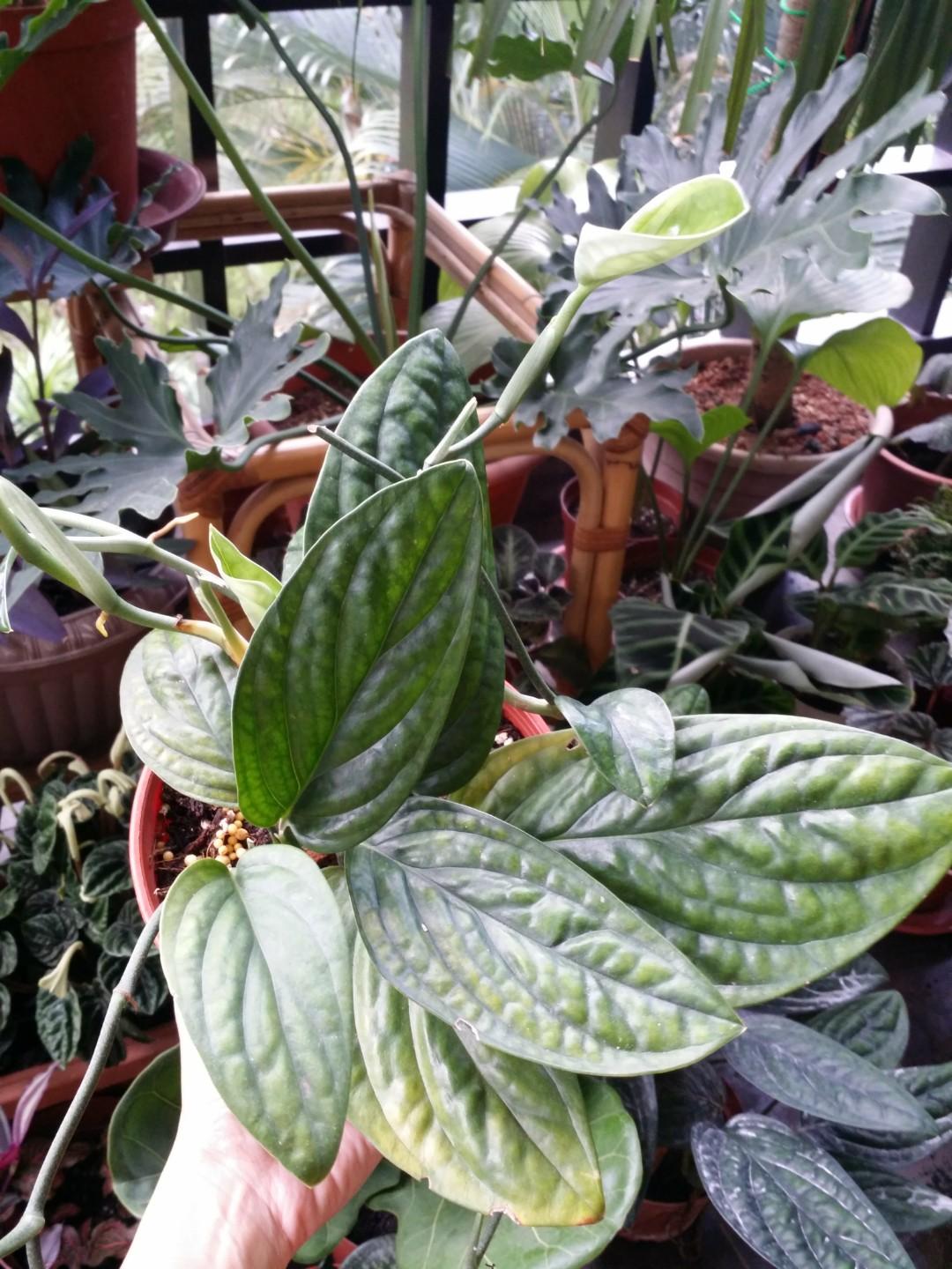 Monstera Karstenianum Sp Peru Gardening Plants On Carousell