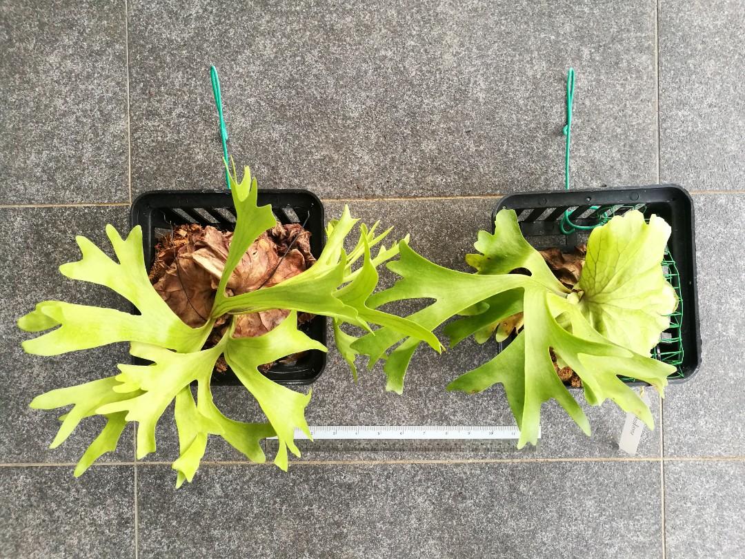 Platycerium Mt Kitshakood Hybrid Home Furniture Gardening On Carousell