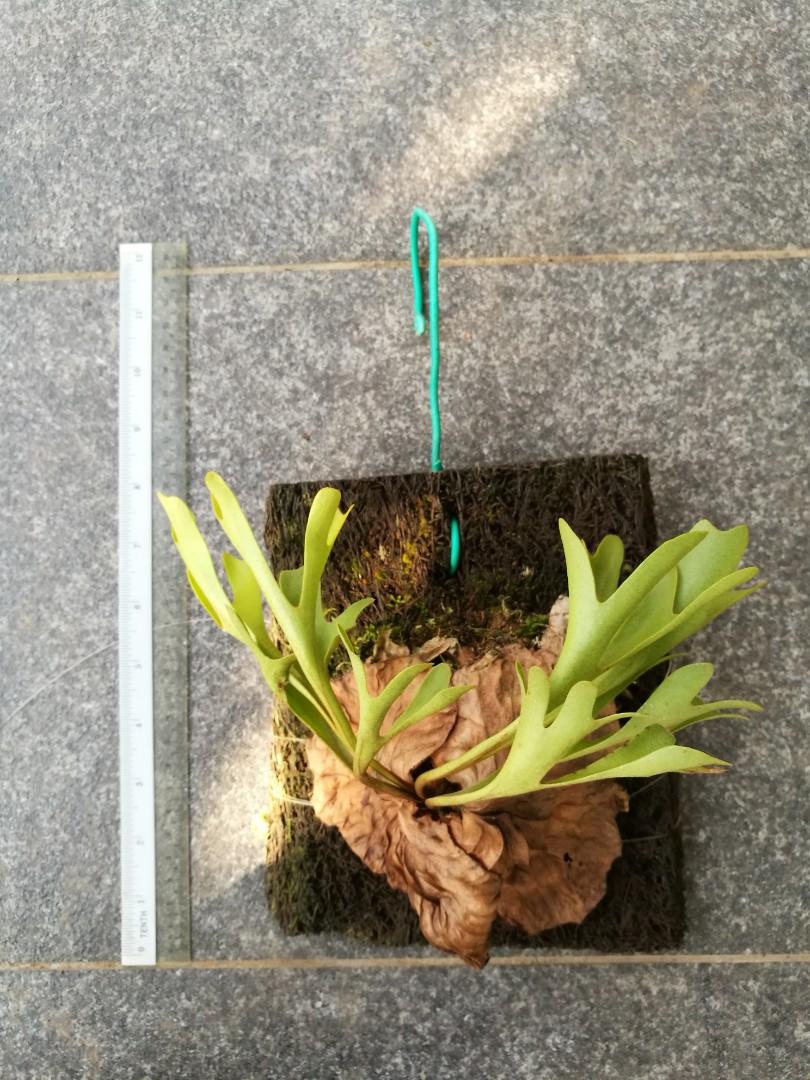 Platycerium Ridleyi Home Furniture Gardening On Carousell Platycerium Ridleyi Home Furniture Gardening On Carousell