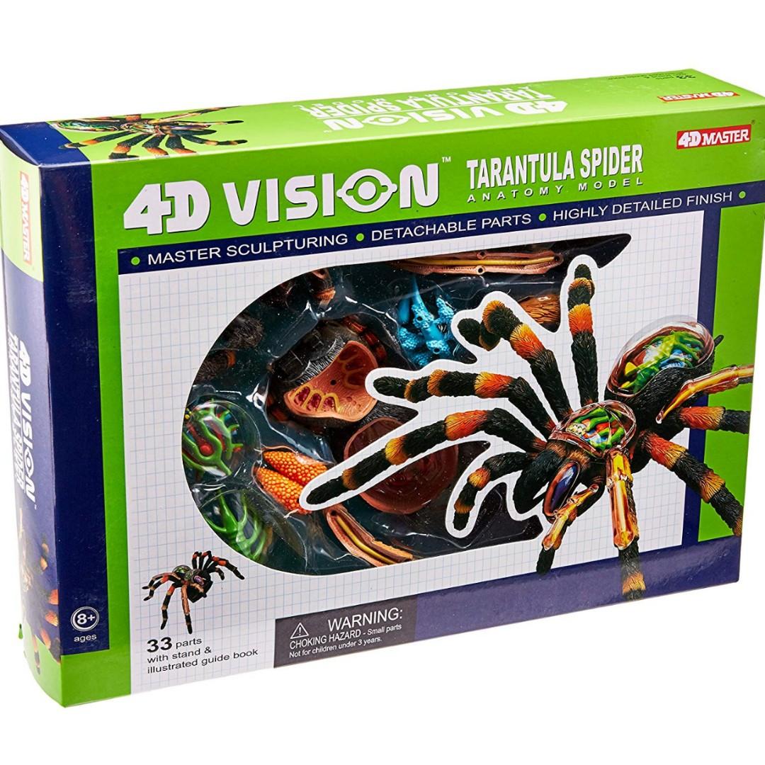 Tarantula Spider Anatomy Model By 4d Vision Toys Games Others On Carousell