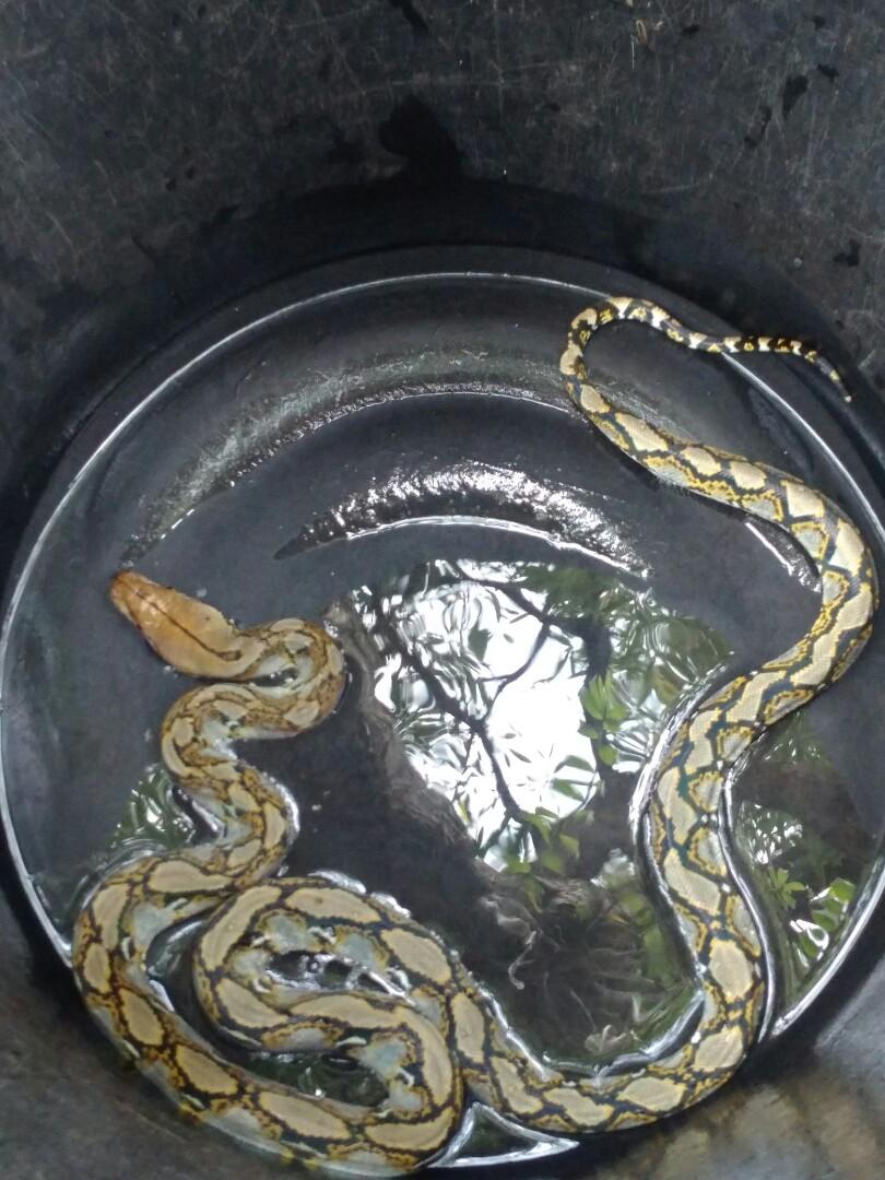 Gambar Anak Ular Sawah