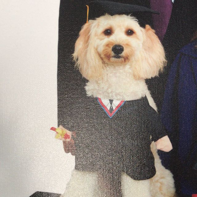 Dog graduation costume, Pet Supplies, Health & Grooming on Carousell