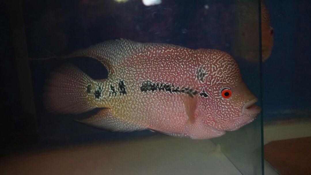 Ikan Louhan Cencu Indo Cencu Perlengkapan Hewan Makanan Hewan Di Carousell