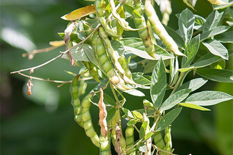 Pigeon Peas Facts, Health Benefits And Nutritional Value, 48 OFF