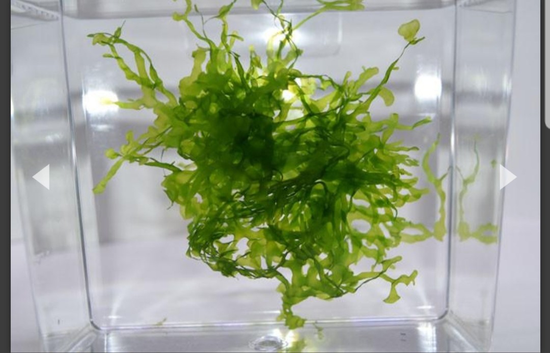 freshwater seaweed aquarium