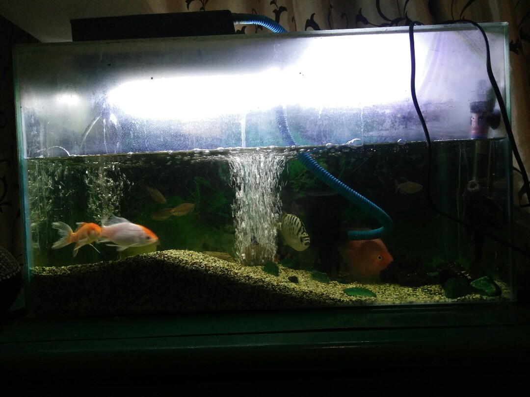 1 Set Aquarium Ikan Community On Carousell