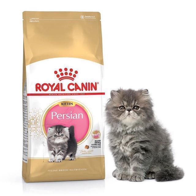 Instock 4kg Royal Canin Persian Kitten Dry Cat Food Pet Supplies On Carousell