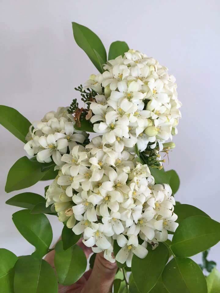 Bunga Kemuning / Bunga Kemuning Steemit / Bunga ini