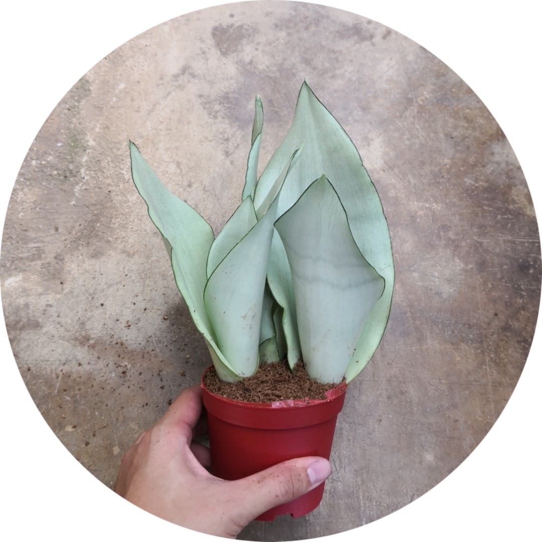 Sansevieria Trifasciata Moonshine Furniture Home Living Gardening Plants Seeds On Carousell