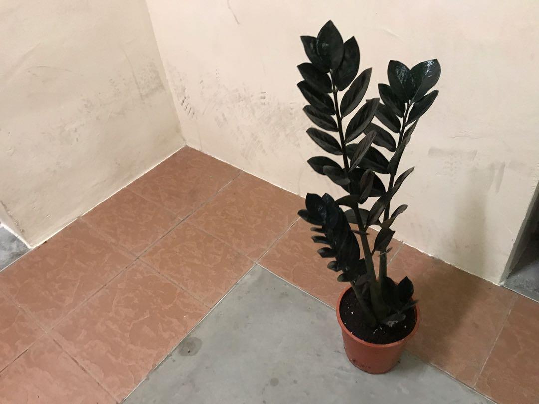 Zamioculcas Raven Black Zz Plant Gardening Plants On Carousell Zamioculcas Raven Black Zz Plant Gardening Plants On Carousell