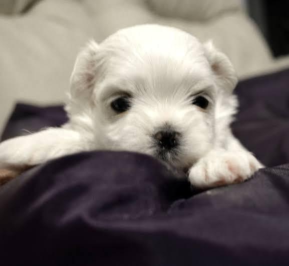 Anjing Maltese Pet Supplies Accessories On Carousell