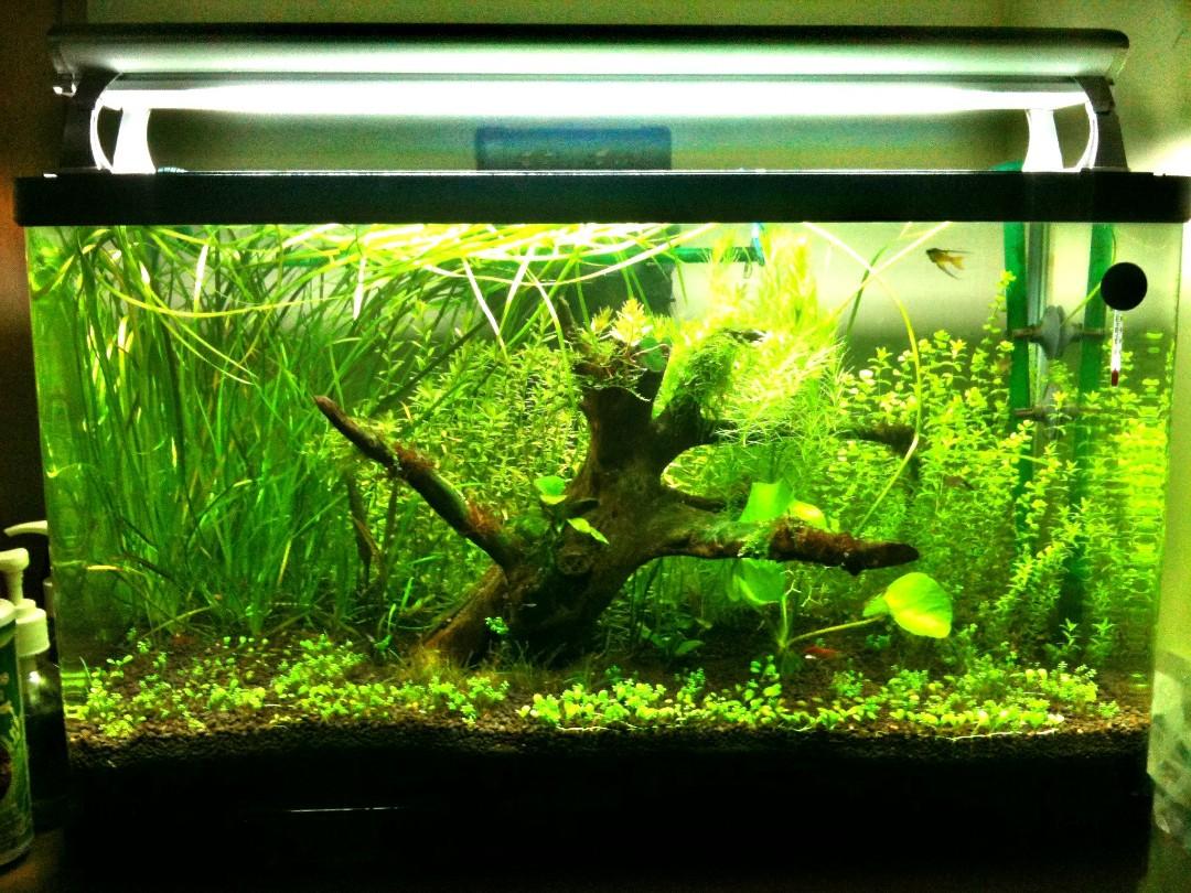 Aquarium Nisso 60cm 57 Liter Perlengkapan Hewan Aksesoris Hewan Di Carousell Harga aquarium fiber 60