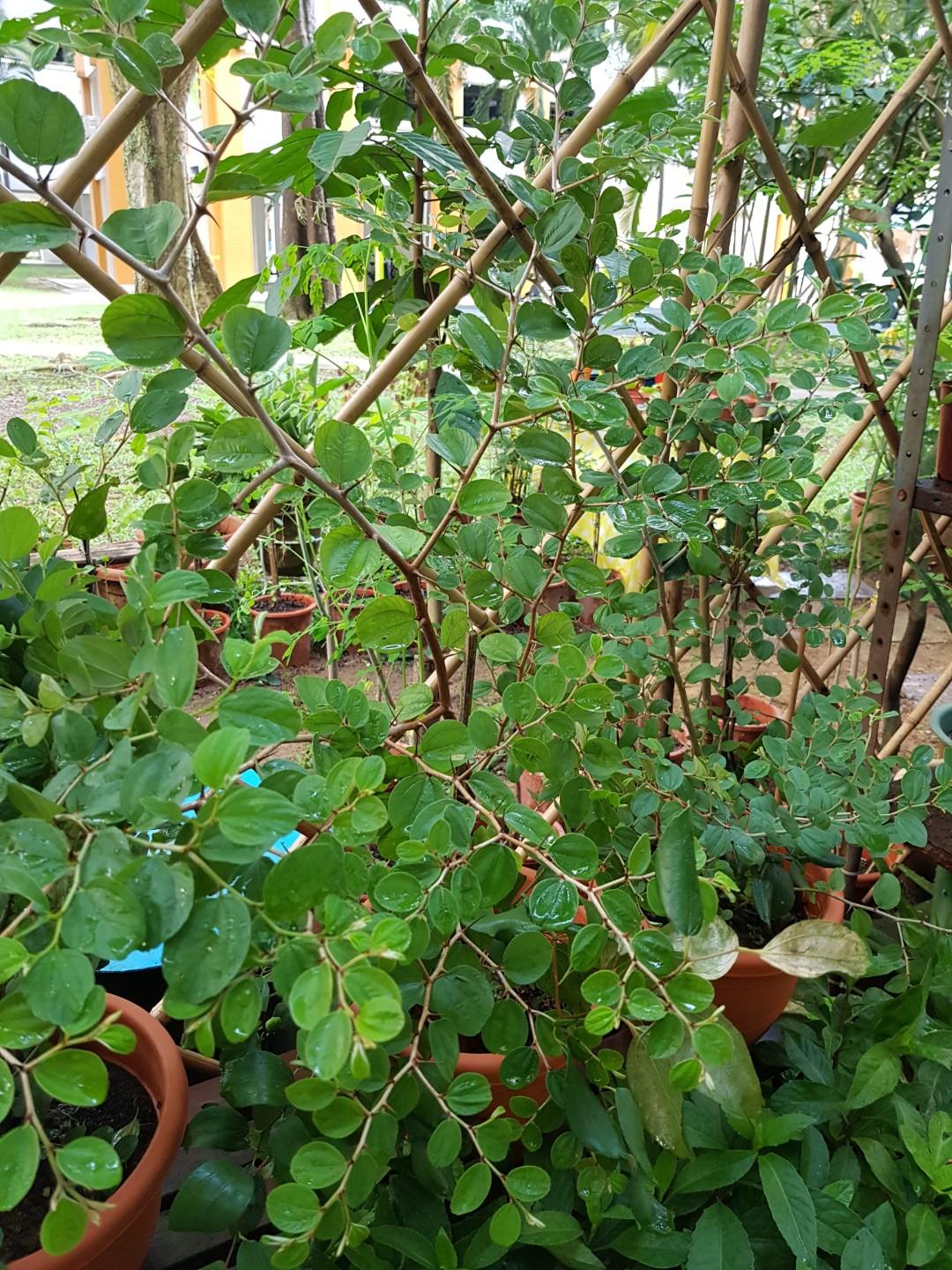 daun bidara in english