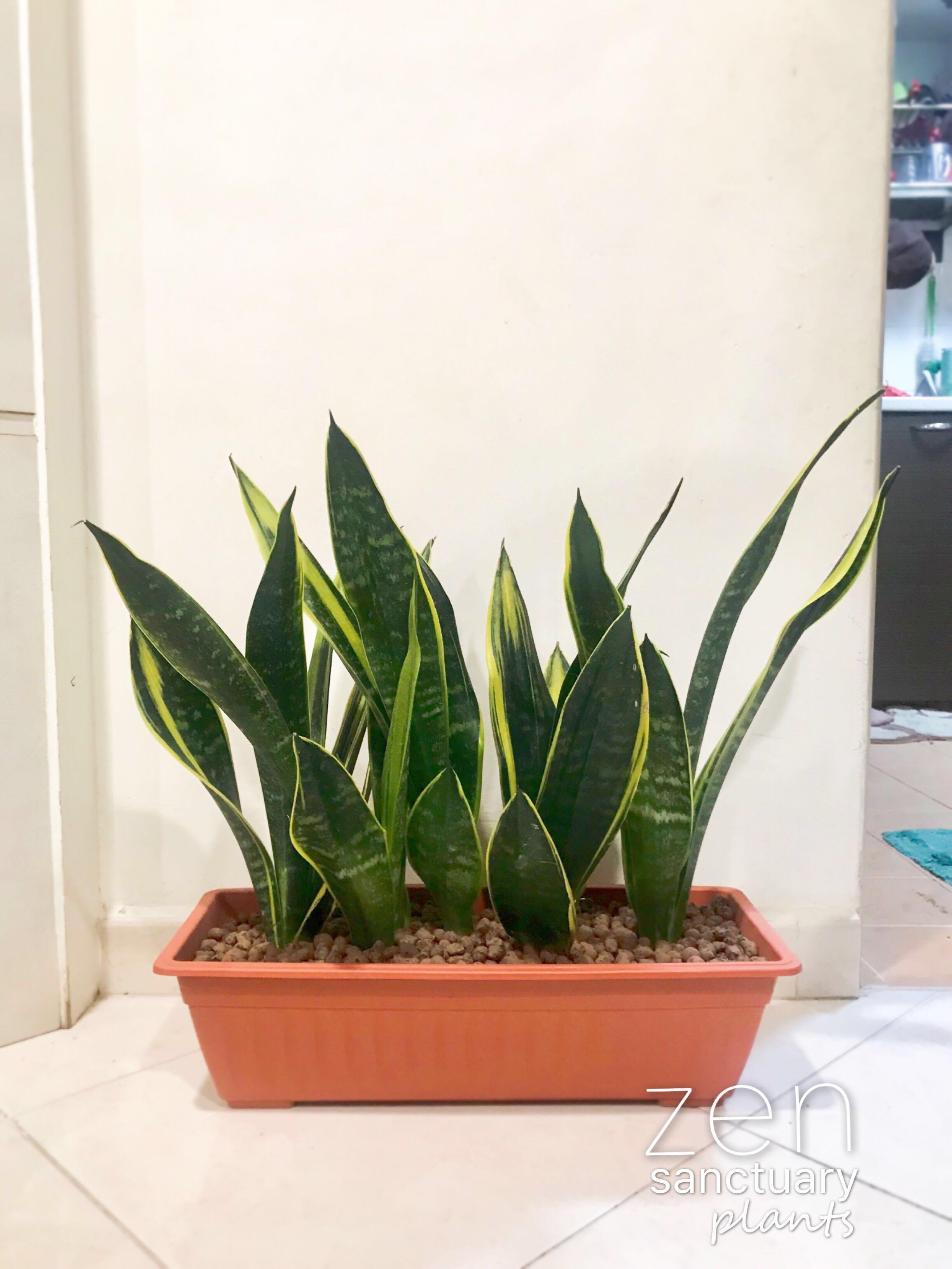 Sansevieria Trifasciata Snake Plant Gardening Plants On Carousell
