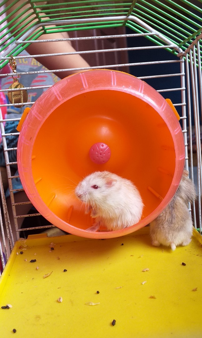 Hamster red eyes, Barang Yang Dicari di Carousell