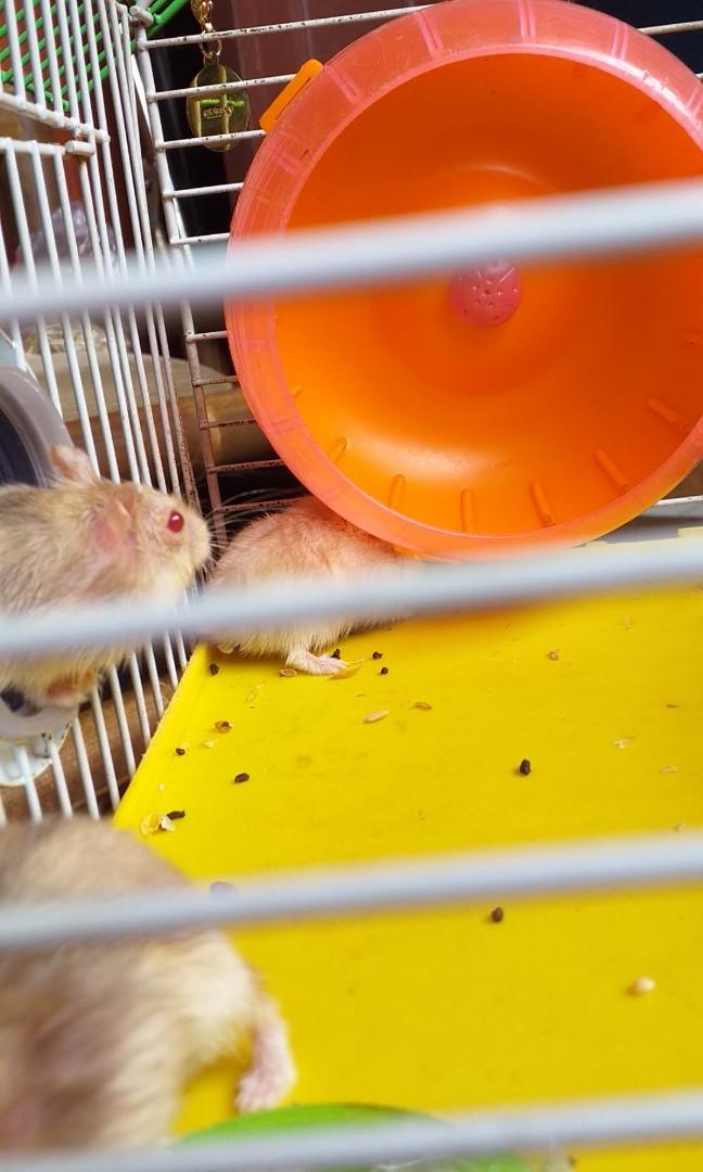 Hamster red eyes, Barang Yang Dicari di Carousell