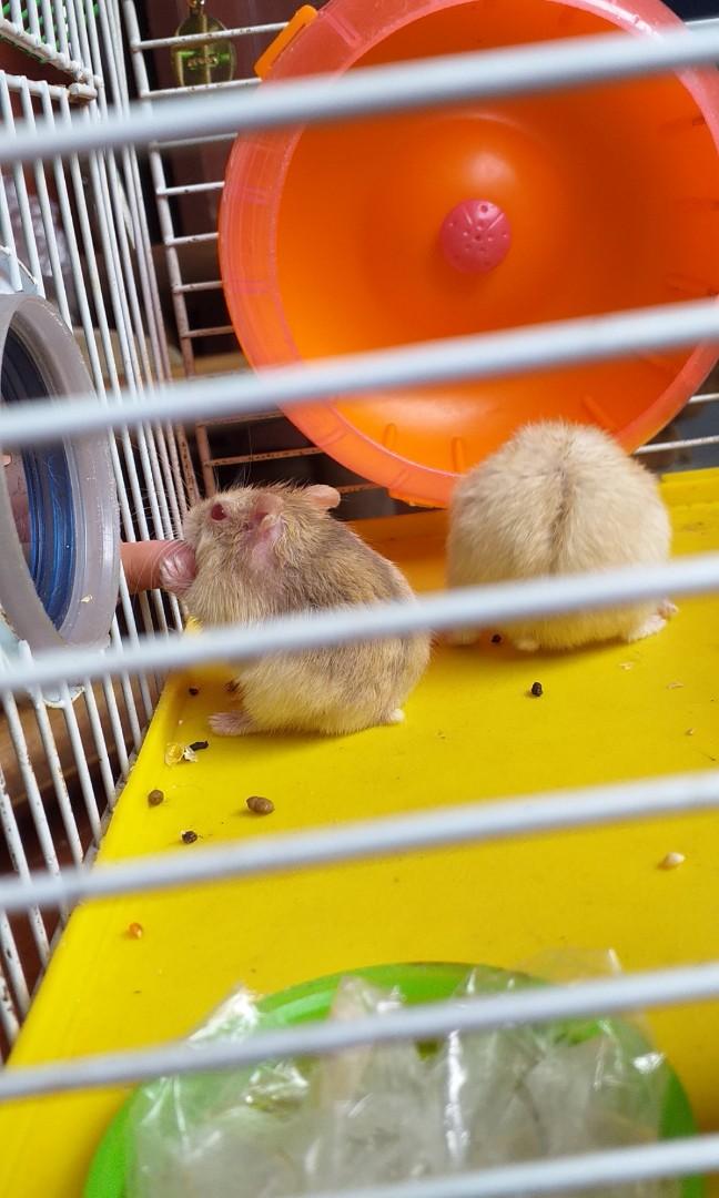 Hamster red eyes, Barang Yang Dicari di Carousell