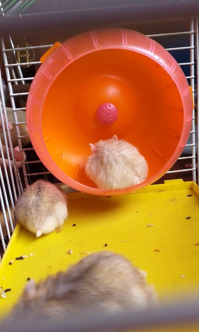 Hamster red eyes, Barang Yang Dicari di Carousell