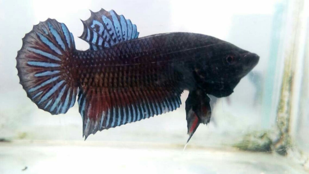 4300 Gambar Ikan Cupang Medan Terbaru