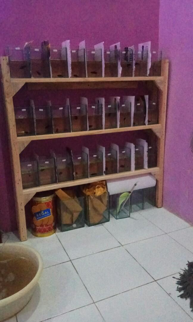 Ikan Cupang Medan Super Barang Yang Dicari Di Carousell