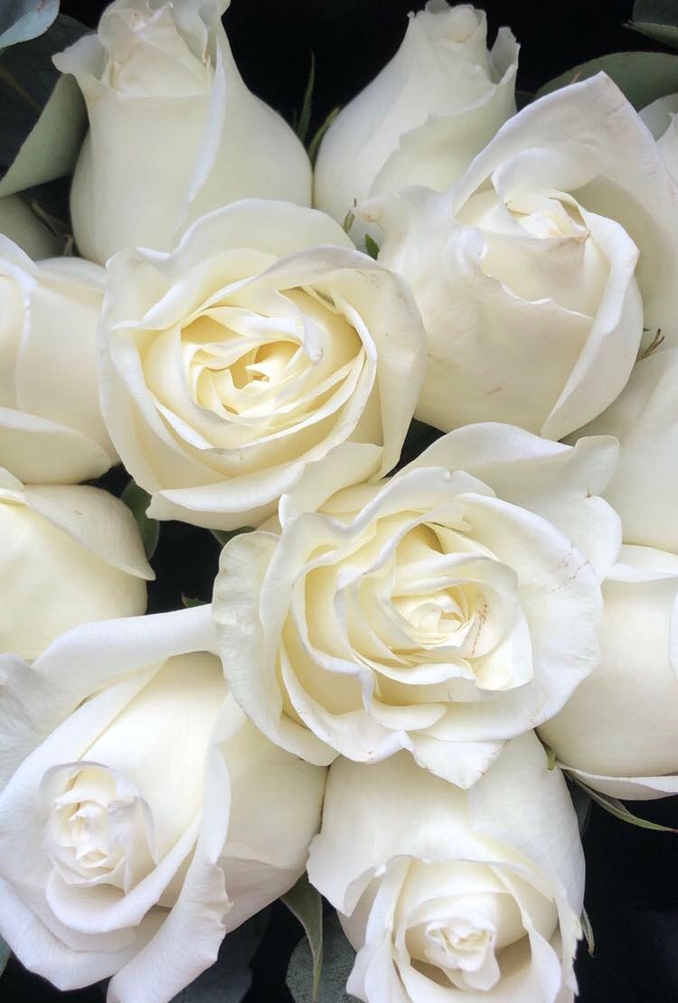 12 fresh White Roses for sale!, Hobbies & Toys, Stationery & Craft, Flowers & Bouquets on Carousell