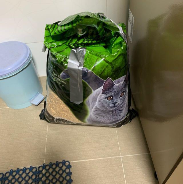 preloved british shorthair