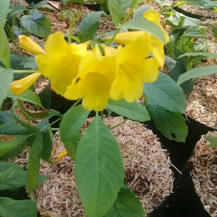 Tanaman Hias Tecomaria Bunga Kuning Perkebunan Di Carousell