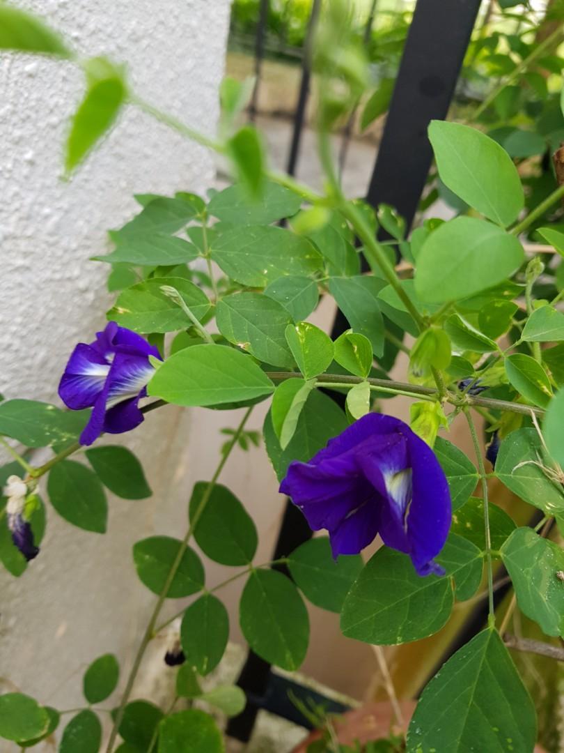 Blue Pea Seeds 蝶豆花种子 Furniture Home Living Gardening Plants Seeds On Carousell